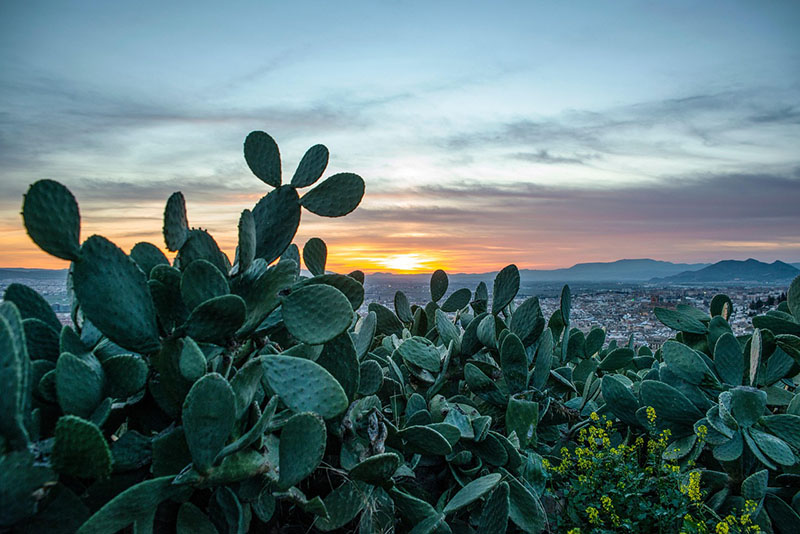 Jesica Anjarath Castelán Infante, investigadora de la Universidad Autónoma del Estado de Hidalgo (UAEH), especialista en nutrición clínica, responsable del estudio sobre los beneficios del nopal deshidratado para la salud.