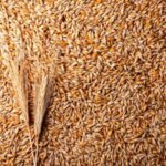 Granos y espigas de cebada en primer plano, cereal estudiado por sus compuestos bioactivos y beneficios para la salud.